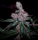 Picture for song 'BLUEBERRY BUSH (SOLD)' by artist '2toxic'