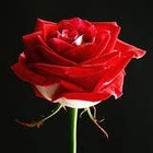 Picture for song 'THE ESSENCE OF MY LOVE - Jazz Version' by artist 'Dr. Bob's Jazz - Benefit Boppin' Quartet - JBBQ'