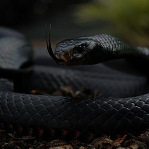 Picture for song 'Venomous [BUY 1 GET 1 FREE]' by artist 'Nathan Beatz'