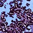 Picture for song 'Bleeding Through' by artist 'Slave of Destruction'