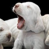 Picture for song 'wake up' by artist 'Southern Royalty BEAT POOL'