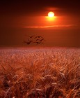 Picture for song 'Field of Dreams - Cinematic' by artist 'Studio J'