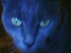 Picture for song 'You are rubber, I am blue (slow mix)' by artist 'the PanCake Mafia'