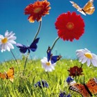 Picture for song ''Sir Bloom-a-Lot'' by artist 'Tim Green'