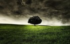 Picture for song 'Forbidden Tree *Busta Type* (TroublePro)' by artist 'Trouble Productionz'