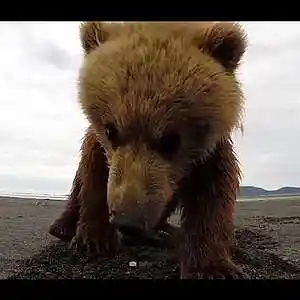 Picture for song 'Bear "grunge rock"' by artist 'Cliprecordingstudio beats'