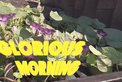 Song picture of 'Glorious Morning'