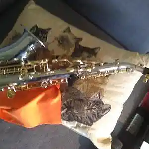 Picture for song 'kittys surfboard lesson' by artist 'Clivey Macdougall'