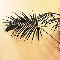 Picture for song '*NEW* Life Goals (FREE D/L)' by artist 'Dope Orchestra'