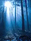 Picture for song 'Cedars In Mist' by artist 'HC Holbert songwriter'