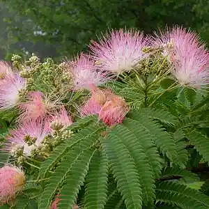 Picture for song 'Piano Redolence : Mimosa' by artist 'Richard Allen Crawford'