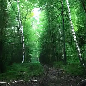 Picture for song 'FOREST 150bpm A#m' by artist 'SPlKYKlD'