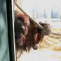 Picture for song 'Dissecting Hapiness' by artist 'Wolfini'