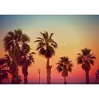 Picture for song 'SummerNights (PNBRock/PostMalone/Bazzi)' by artist 'Cooarri'