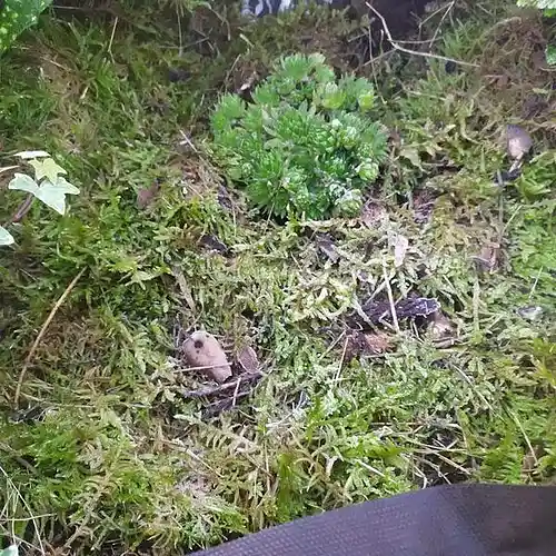 Picture for song 'Sin thed D' by artist 'Ferran Mauri'