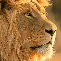 Picture for song 'Heart of a Lion' by artist 'NiceGuyBeats'