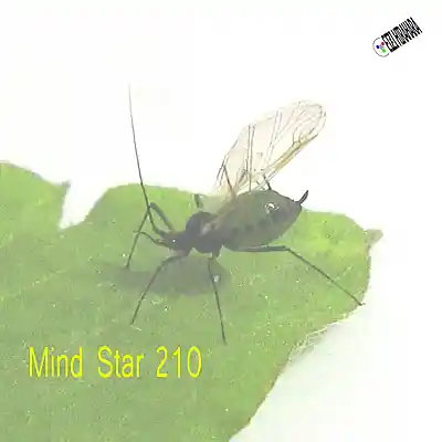 Picture for song 'Mind Star 210' by artist 'Eizi Hirahara'