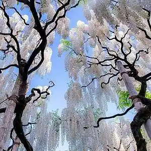 Picture for song 'Summrs x Kankan x Izaya Tiji - Wisteria' by artist 'wayudance'