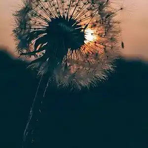 Picture for song 'Forever - free/dl' by artist 'Jojoinsanebeats.com'