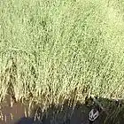 Picture for song 'James 5:16b (NKJV) Righteous Man' by artist 'EBJWORLD Scripture-Tones'