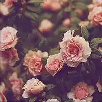Song picture
