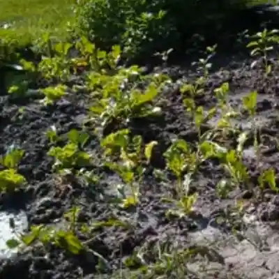 Picture for song 'Nuts in Face' by artist 'Sex Slave Driven'