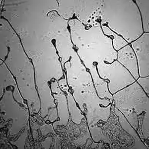 Picture for song 'her tears' by artist 'Tay-Kanic Productions'