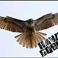 Picture for song 'Hawk GQBeat' by artist 'THEREALGQBEATS'