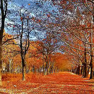 Picture for song 'Autumn evening' by artist 'Jav Grojas'