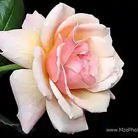 Picture for song 'Warm & tender' by artist 'Plaza7'