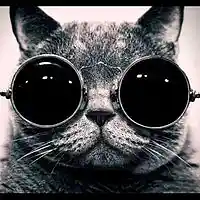 Picture for song 'Cat' by artist 'Say-T'