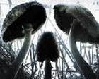 Picture for song 'MushroomMemories' by artist '3RD CHAMBAH PROD'