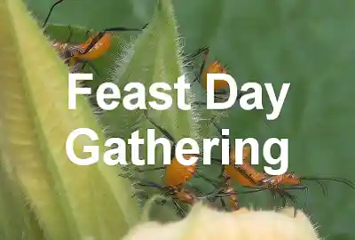Song picture of 'Feast Day Gathering'