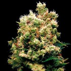 Picture for song 'Kush Cloud ( prod. by LT ).mp3' by artist 'LTBE'