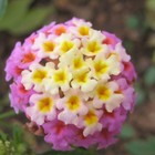 Picture for song 'au naturale - - Output - Stereo Out.mp3' by artist 'PRDClass'