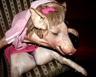 Picture for song 'Miss Piggy' by artist 'Rick Norton'