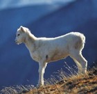 Picture for song 'Starke - Pastoral Scene' by artist 'The Age of Reason'