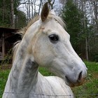 Picture for song 'Midnight Rodeo.mp3' by artist 'Tommy Williams'