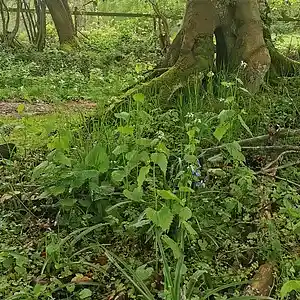 Picture for song '20240505_172237_1FS_PERFECTION_786_scheint wasGeht' by artist '786 scheint-Al'lahs Bande'