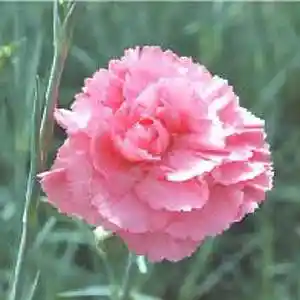 Picture for song 'Karamfil' by artist 'Christian Faivre'