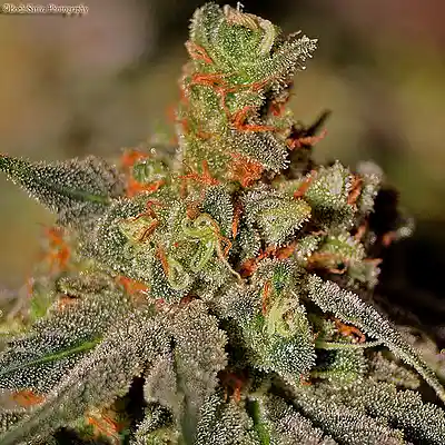 Picture for song 'Hard Times - KayAra (Sample)' by artist 'KayAra'