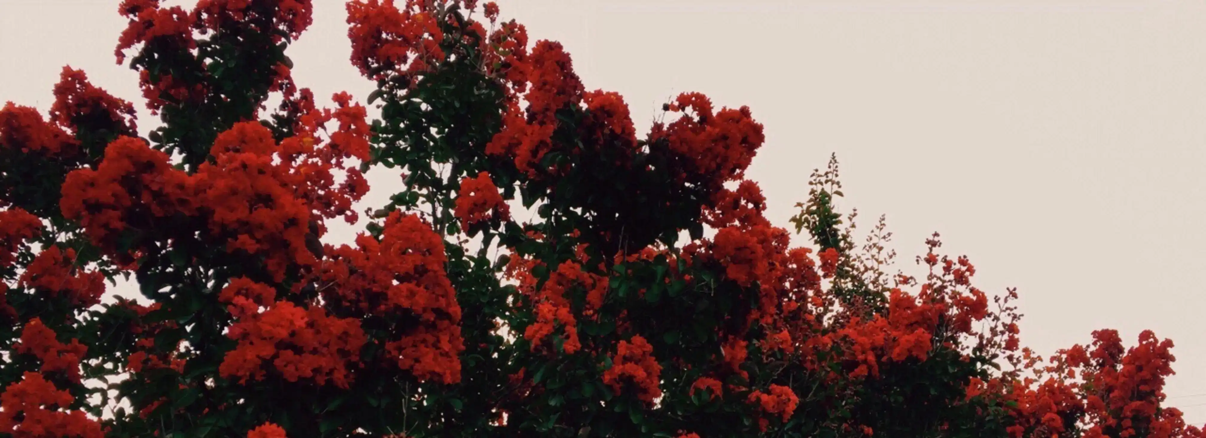 cover pic
