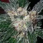 Picture for song 'Kush, Good Kush' by artist 'Differently Thinkin' Entertainment'
