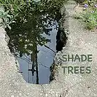 Picture for song 'Shade Trees' by artist 'Streeter and Tang'