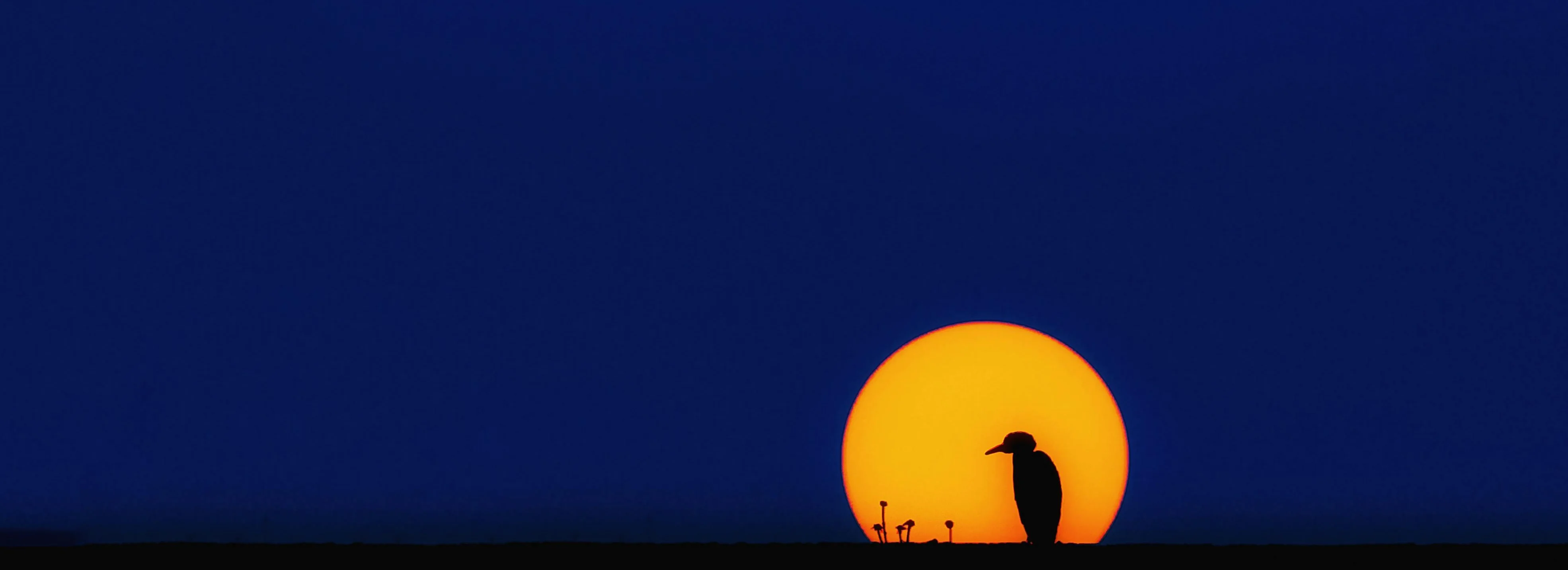cover pic
