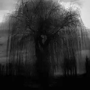 Picture for song 'Under The Willow Tree.' by artist 'Mark Ellis'