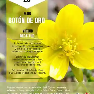 Picture for song 'Dia 20-Flor Boton de oro' by artist 'Producciones Vandor'