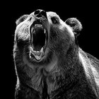 Picture for song 'Anton SiCH - Growling like a bear' by artist 'Anton SiCH'
