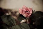 Picture for song 'Unexpected Love' by artist 'ARTIZTIC'