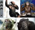 Picture for song 'BASSOTRONICS - BASS MONKEYS' by artist 'BASSOTRONICS'